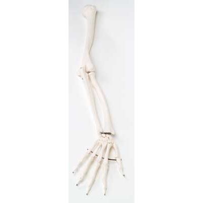 Arm Skeleton (Right)