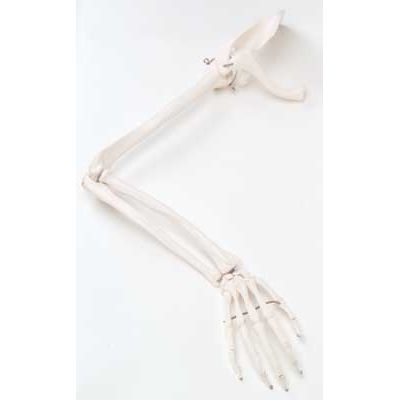 Arm Skeleton with Scapula and Clavicle (Right)