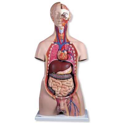 Male Deluxe Torso with Head (20-Part)