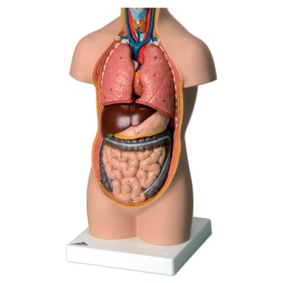 Mini Desktop Torso