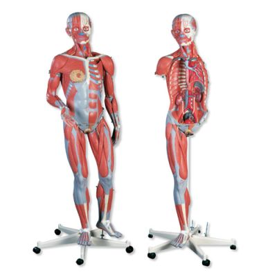 Female Muscle Figure (3/4 Life-Size, 23-Part)