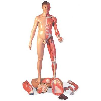 Life-Size Dual-Sex Muscular Figure (39-Part)