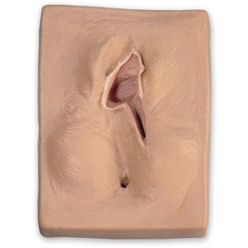 Right Mediolateral Suture Simulator