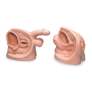 Male & Female Catheter Models