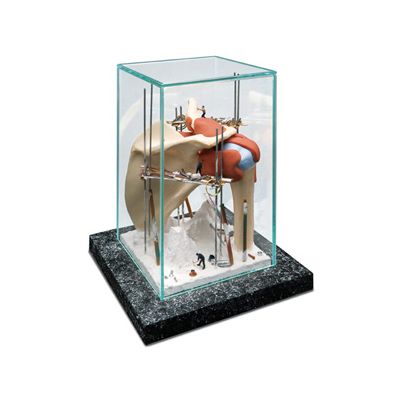 Shoulder (3-D Show Case)
